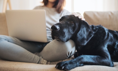 dog and a girl resting